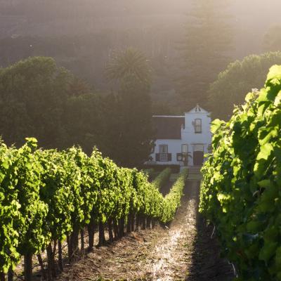 Learn about the ethical wine production in South Africa by visiting some of the wine farms in the Stellenbosch area.